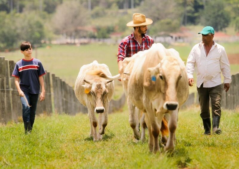Family rounding up cows cattle ranching in pasture